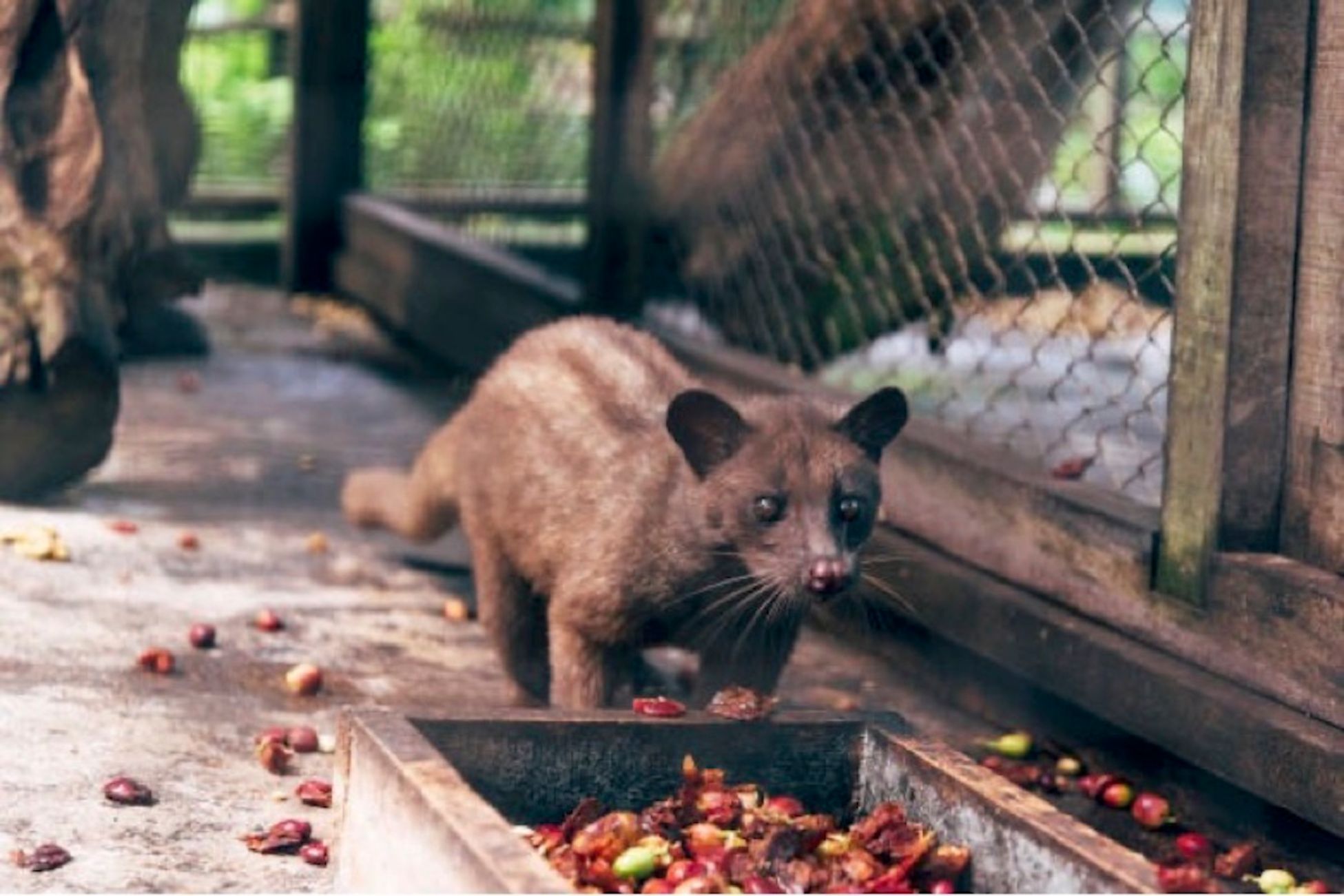 Private Day Trip: Highlights of Ubud & Mount Batur